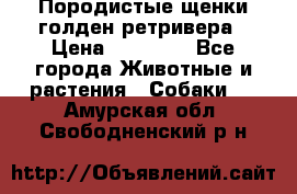 Породистые щенки голден ретривера › Цена ­ 25 000 - Все города Животные и растения » Собаки   . Амурская обл.,Свободненский р-н